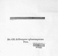 Apiospora sphaerosperma image